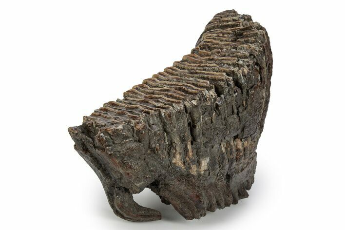 Fossil Woolly Mammoth Lower M Molar - Siberia #357019